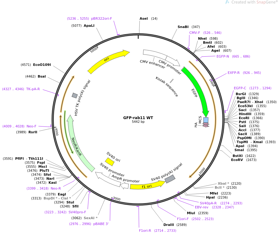 GFP-rab11 WT质粒图谱